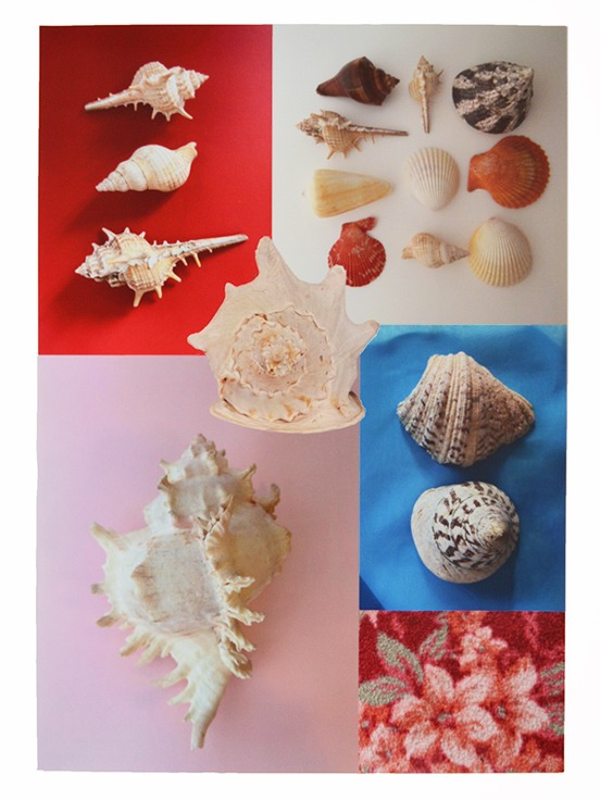 Shell seires poster / pink